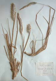 Vrsta Imperata cylindrica (L.) Raeusch., herbarski primjerak (ZA), leg./det. A. Haračić (FOTO D. Mihelj, I. Rešetnik) Card image cap